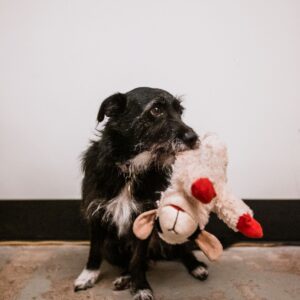 Squeaky Plush Toy