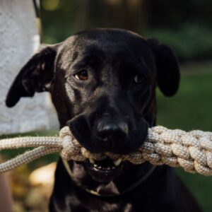 Rope Tug Toy