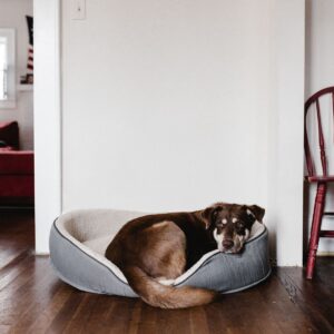Orthopedic Memory Foam Dog Bed