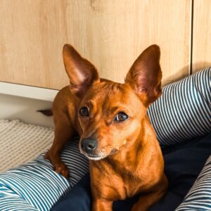 Striped Cotton Dog Bed