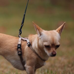 Reflective Night-Safety Leash