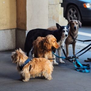 Padded Comfort Dog Collar